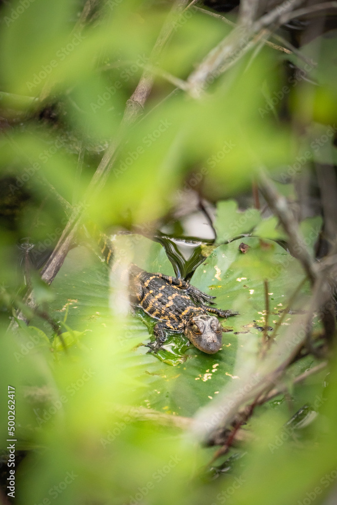 Obraz premium Cute little baby alligator