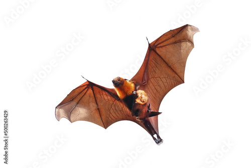 Bat and baby bats flying isolated on white background."Lyle's flying fox"