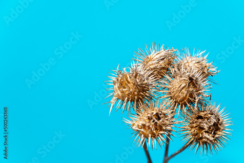 Dry burdock is a species of perennial herbaceous plants (copy space).