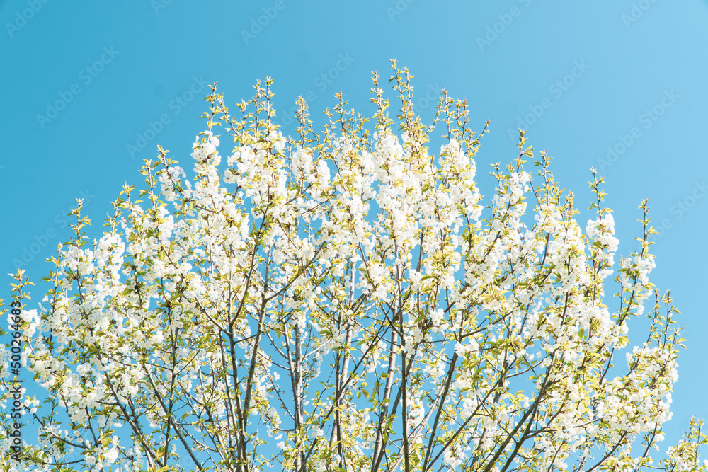 Spring flowers, white spring flowers blooming on the tree branches. Fresh blossom growth. Awake of the nature concept idea. Spring flowers, white spring flowers blooming on the tree branches. Fresh blossom growth. Awake of the nature concept idea.
