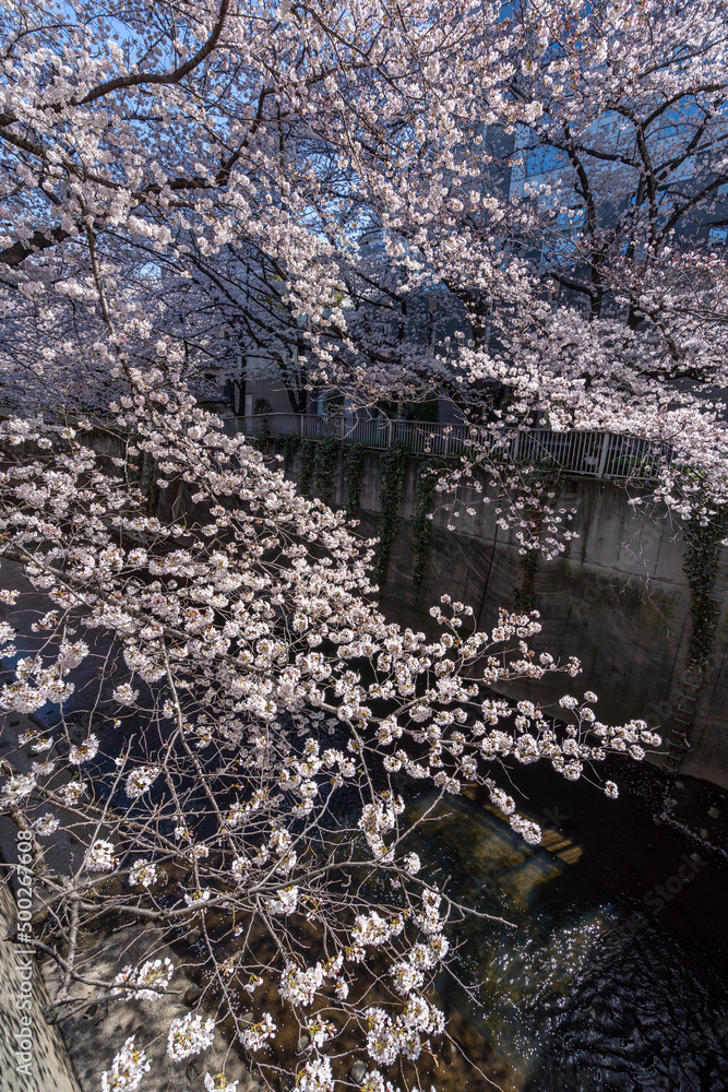 神田川沿いの桜 満開 神田川沿いの桜 満開