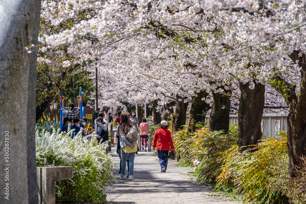 Obraz premium 神田川沿いの桜 満開