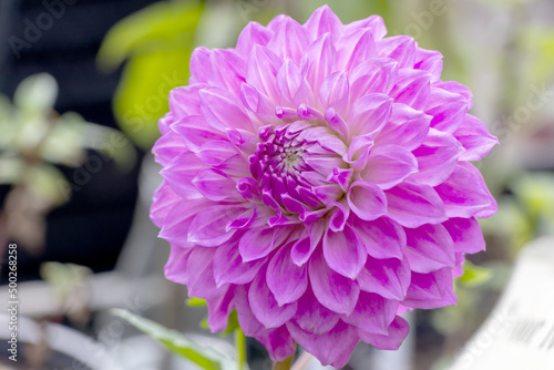 close up of beautiful Dahlia flower in violet color for garden decoration in summer season.  