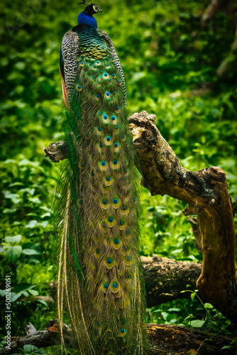 peacock in the park