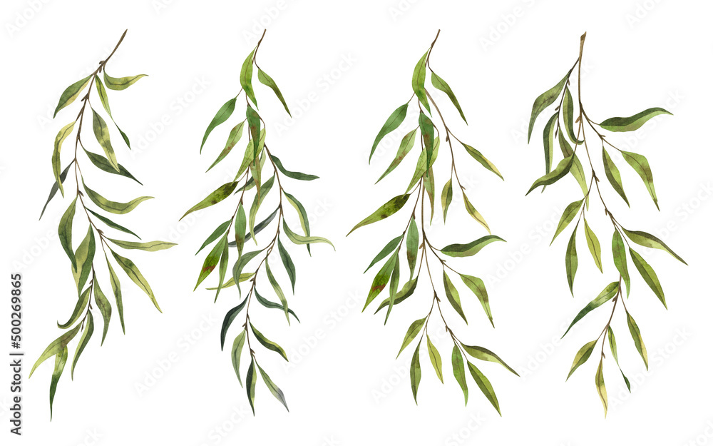 Green willow branches watercolor set Green willow branches watercolor set