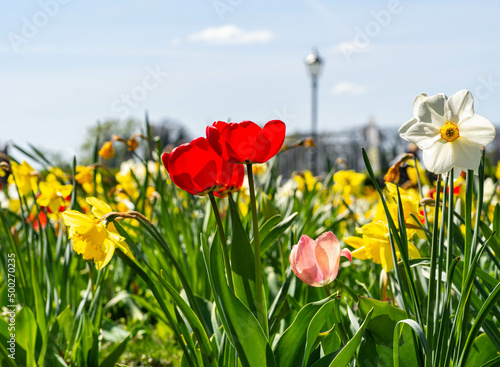 Flowers in spring. A colorful flower meadow. Tulips and yellow daffodils are in bloom. Sunshine and blue sky.
