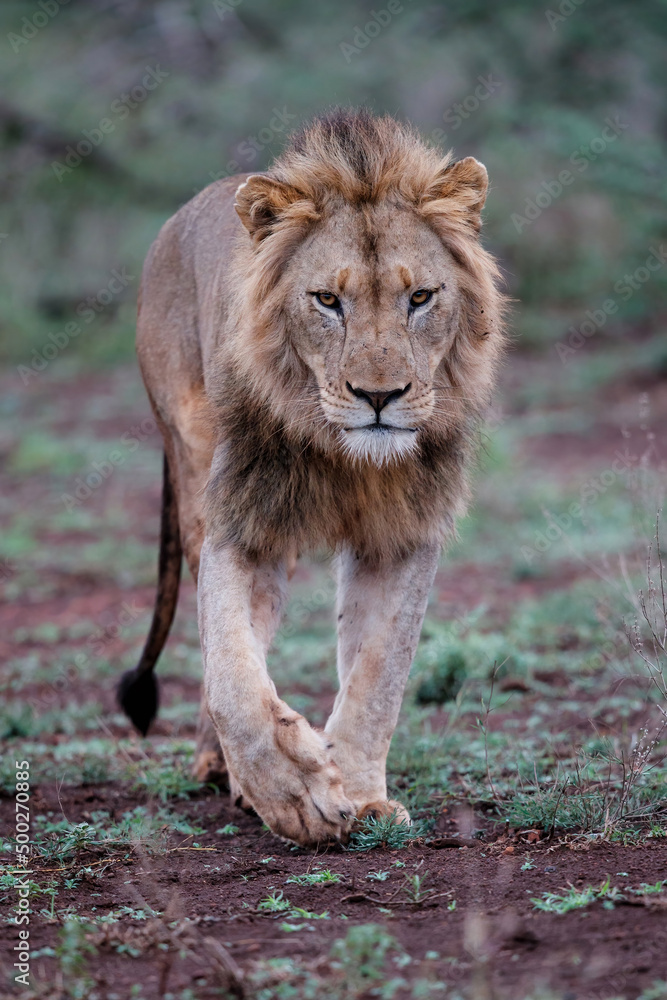 Male lion walking in the early morning in Zimanga Game Reserve in the Mkuze Region in Kwa Zulu Natal in South Africa Male lion walking in the early morning in Zimanga Game Reserve in the Mkuze Region in Kwa Zulu Natal in South Africa