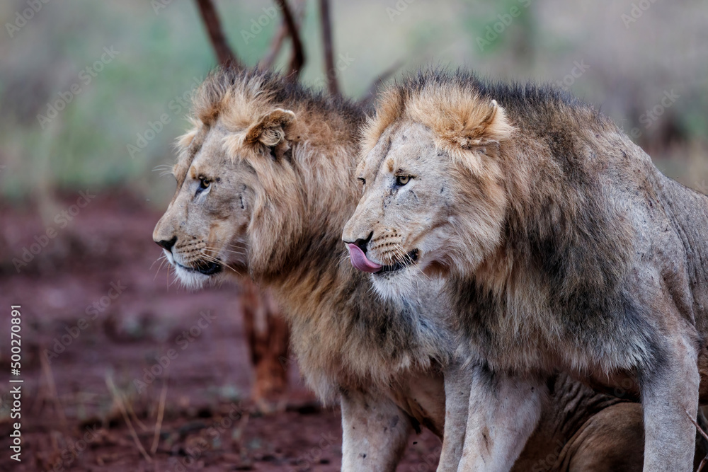 Brotherhood of male lions showing affection in the early morning in Zimanga Game Reserve in the Mkuze Region in Kwa Zulu Natal in South Africa Brotherhood of male lions showing affection in the early morning in Zimanga Game Reserve in the Mkuze Region in Kwa Zulu Natal in South Africa