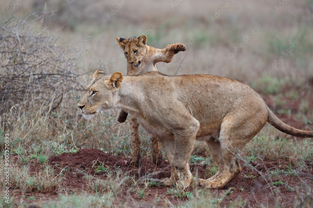 Fototapeta premium Lioness walking with her playful cubs in Zimanga Game Reserve near the city of Mkuze in South Africa