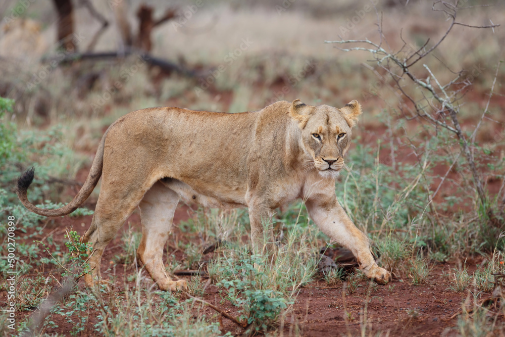 Obraz premium Lion female hunting on a rainy morning in Zimanga Game Reserve in Kwa Zulu Natal in South Africa