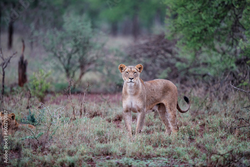 Lioness walking with her playful cubs in Zimanga Game Reserve near the city of Mkuze in South Africa