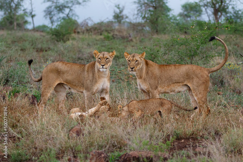 Lioness walking with her playful cubs in Zimanga Game Reserve near the city of Mkuze in South Africa