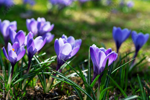 Purple blooming crocuses in a clearing closeup. Beautiful flowers in a flowerbed in the park 
