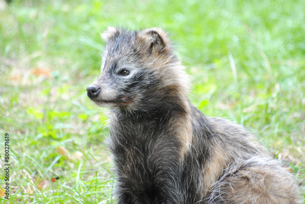 Fototapeta premium Renard gris