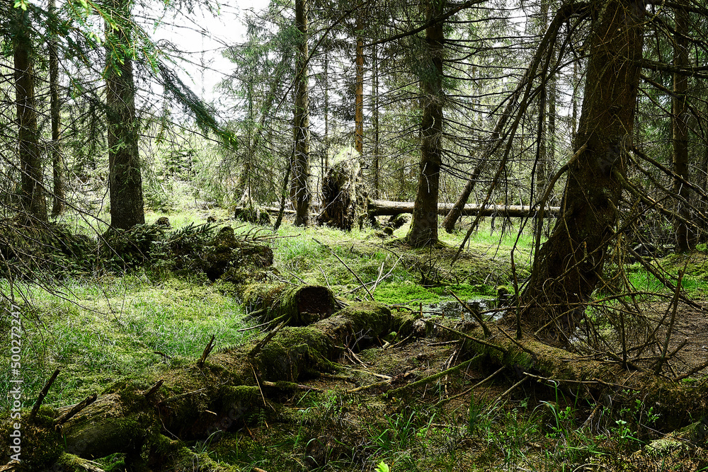 Obraz premium Tree Stumps beside Oderteich in Harz
