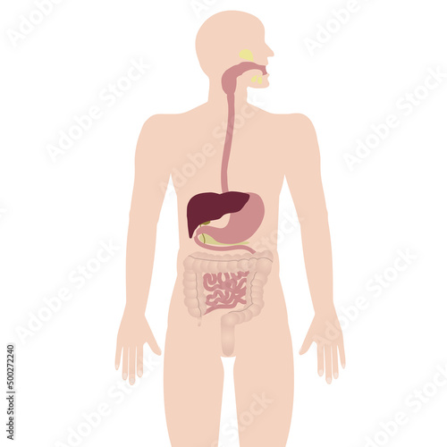 The human body with the image of the digestive system. Vector illustration