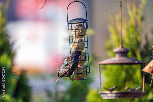 a starling  sturnus vulgaris  perched on a bird feeder with fat balls at a sunny spring morning