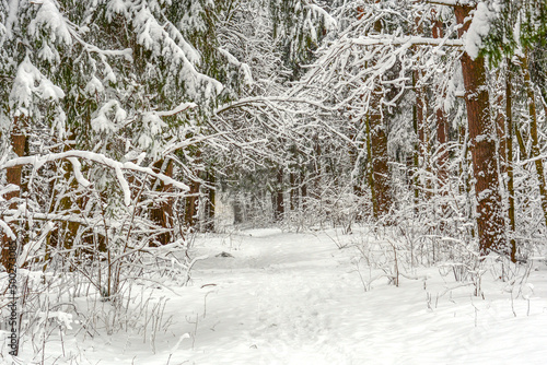 Winter forest. Path in a snowy coniferous forest. Fluffy white snow lies on the trees