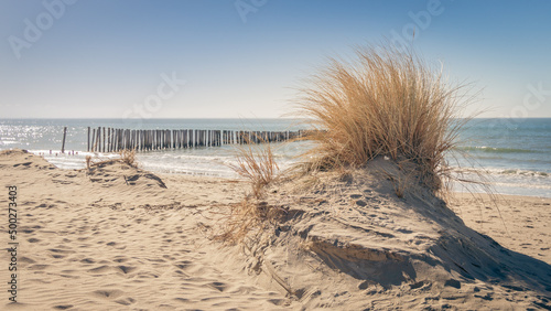 Φωτογραφία sand dunes with yellow grass in foreground and Dutch North Sea with blue sky in