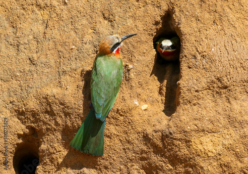 White-fronted Bee-eater at nest hole, South Africa photo