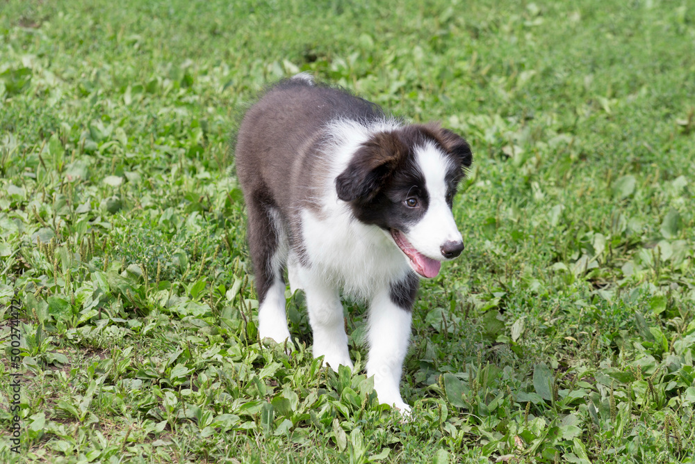 Cute border collie puppy is walking on a green grass in the summer park. Pet animals.