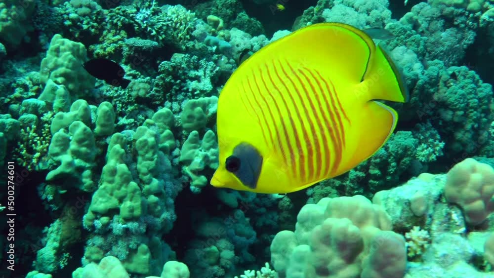 The bright yellow Bluecheek butterflyfish (Chaetodon semilarvatus) swims slowly against the backdrop of a coral reef, then leaves the frame, close-up. The bright yellow Bluecheek butterflyfish (Chaetodon semilarvatus) swims slowly against the backdrop of a coral reef, then leaves the frame, close-up.