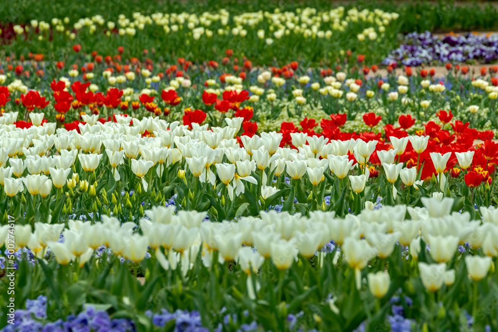 Colorful  tulips garden