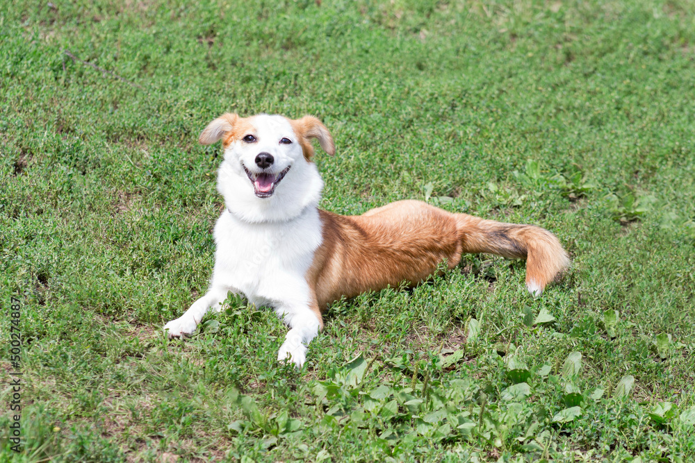 Cute multibred dog puppy is lying on a green grass in the summer park and looking at the camera.