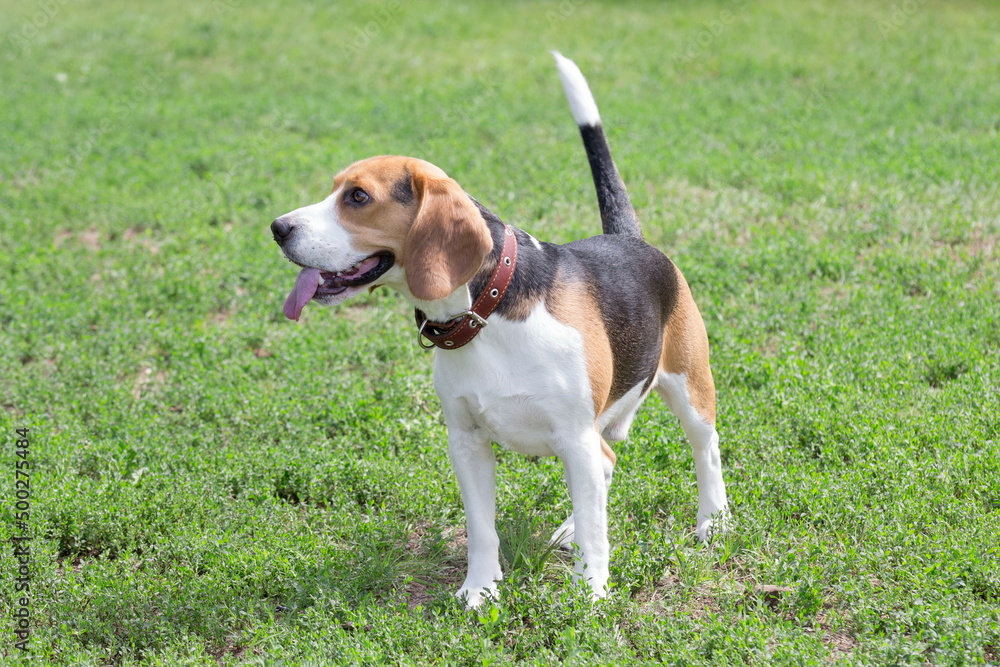 English beagle puppy is standing on a green grass in the summer park. Pet animals.