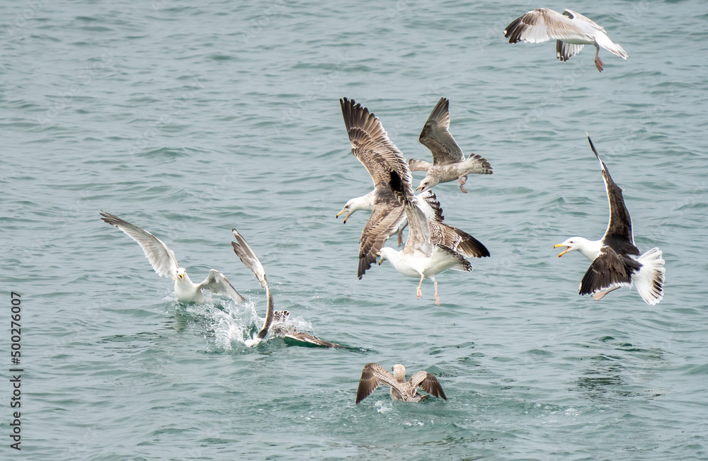 Naklejka premium Seagulls fighting for scraps in the water