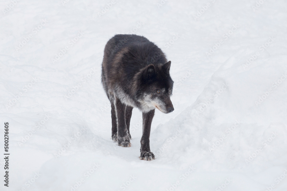 Big black canadian wolf is walking on a white snow. Canis lupus