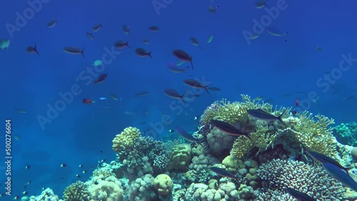 A flock of brightly colored Suez Fusilier (Caesio suevica) swims slowly against a coral reef and blue water column. photo