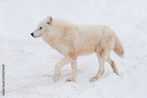 Big white wolf is running on a white snow. Canis lupus arctos. Polar wolf or alaskan tundra wolf. Animals in wildlife.