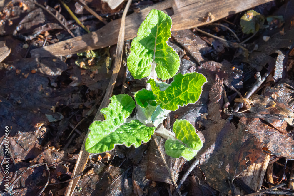 Burdock sprouts in the forest. Burdock sprouts in the forest.