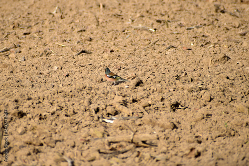 The singing migratory bird chaffinch jumps over plowed land in search of food.