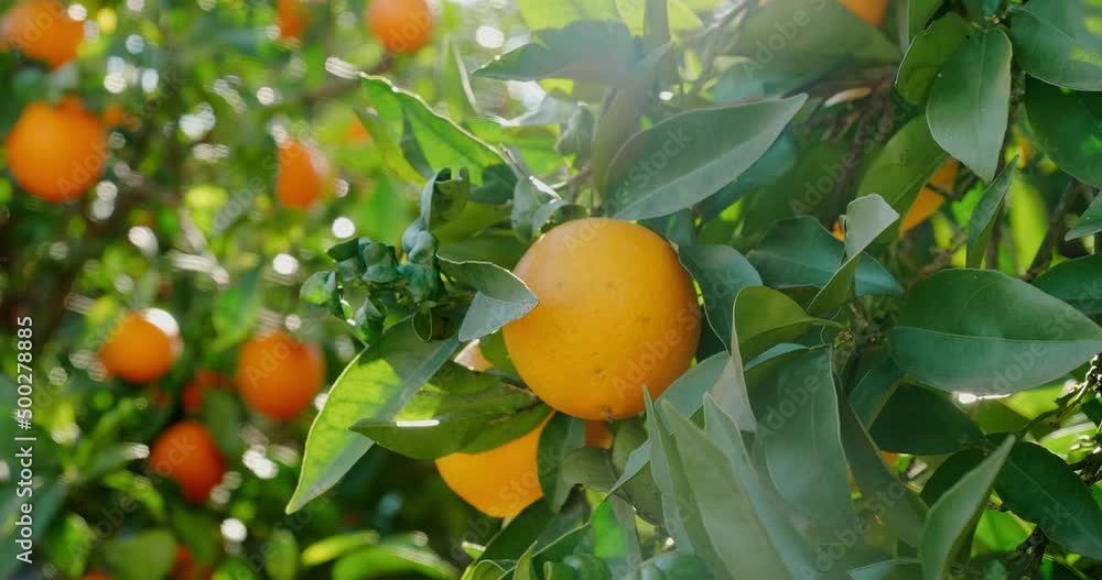 Ripe orange growing on tree at sunlight. Dolly in Ripe orange growing on tree at sunlight. Dolly in