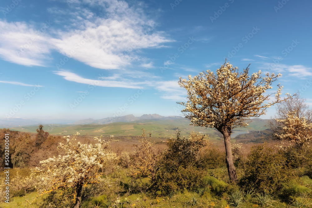 Ficuzza Spring Forest on Sicily in Italy, Europe on a lovely warm day Ficuzza Spring Forest on Sicily in Italy, Europe on a lovely warm day