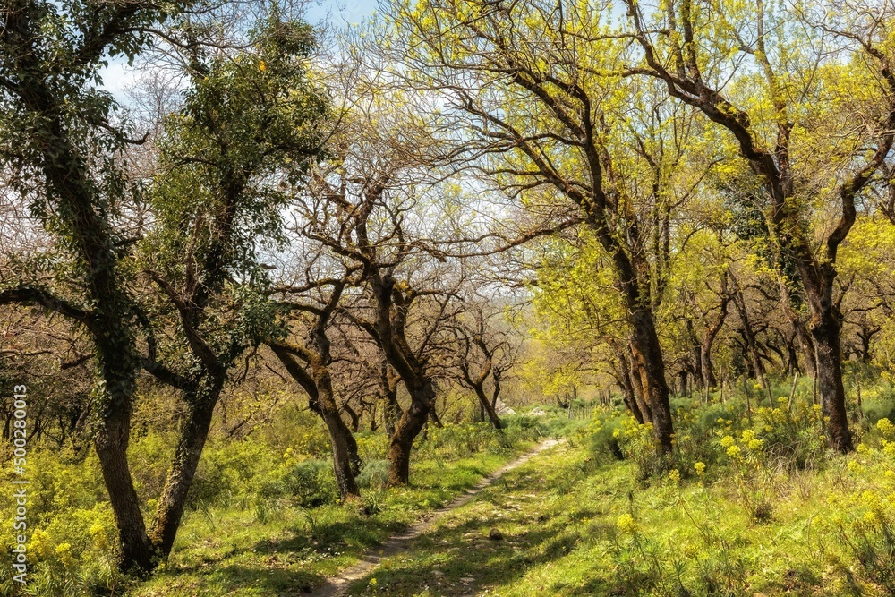 Ficuzza Spring Forest on Sicily in Italy, Europe on a lovely warm day Ficuzza Spring Forest on Sicily in Italy, Europe on a lovely warm day