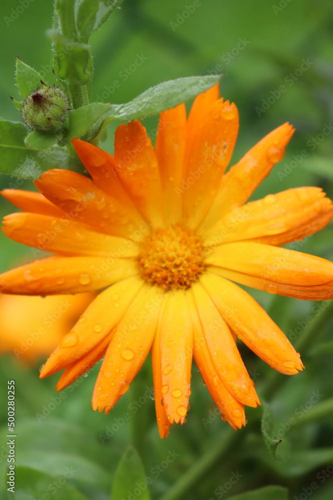 Orange flower with water droplets from rain on the petals against a green background in a home garden on a fall day in Germany. Orange flower with water droplets from rain on the petals against a green background in a home garden on a fall day in Germany.