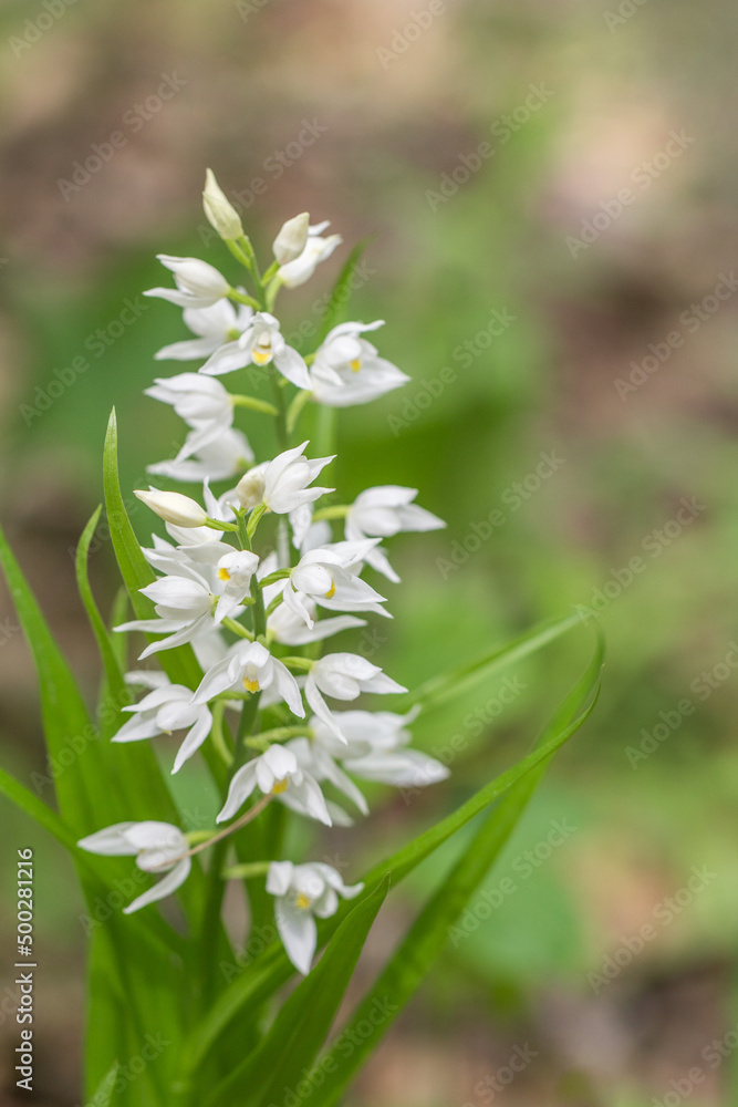Kwitnący wiosną storczyk buławnik mieczolistny 