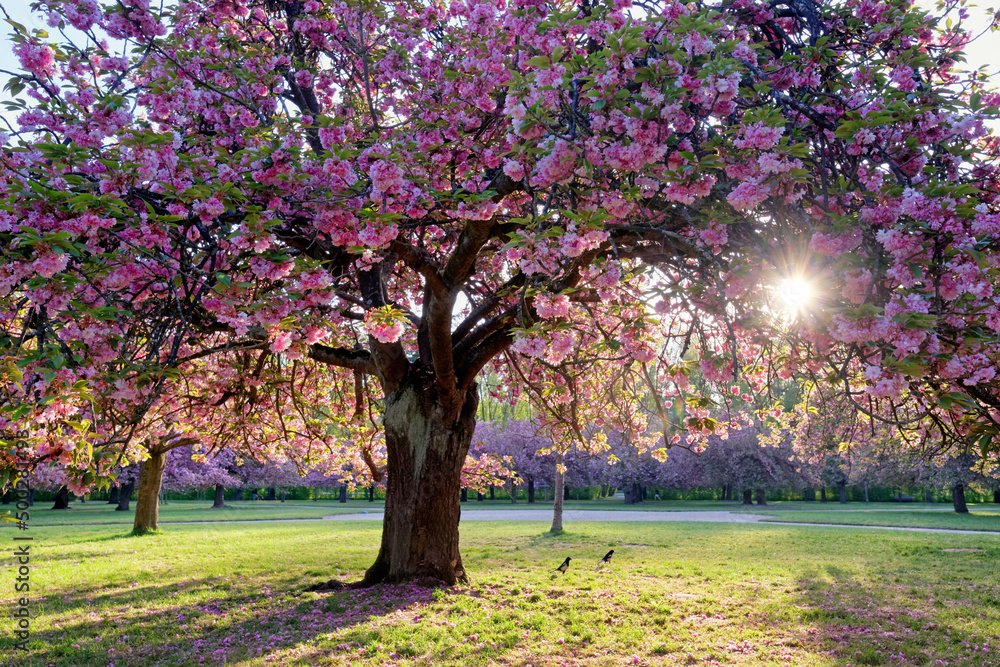 Sakura trees in the park of Sceaux. Ile-De-France region Sakura trees in the park of Sceaux. Ile-De-France region