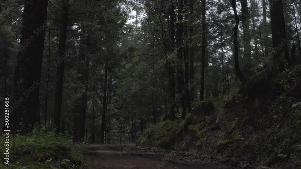 bosque bosque