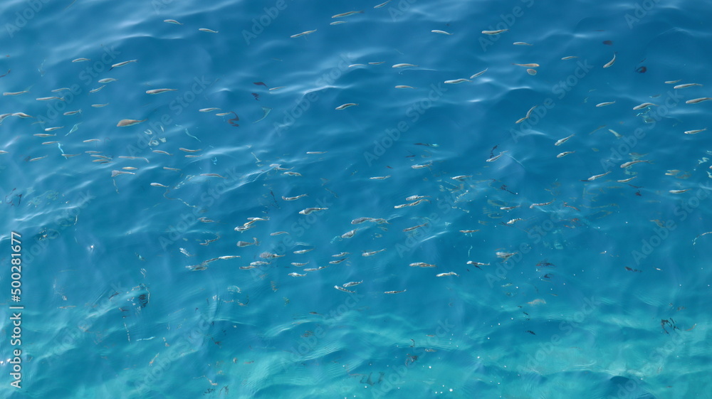 Blue water background, fish swim in the clear blue water of the Adriatic Sea, top view 