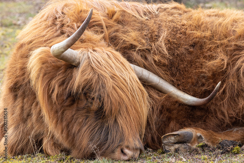 Close up of a Highland cow with horns with a slightly blurred background in Dutch nature reserve Mookerheide