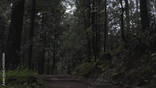 Wallpaper Mural bosque Torontodigital.ca