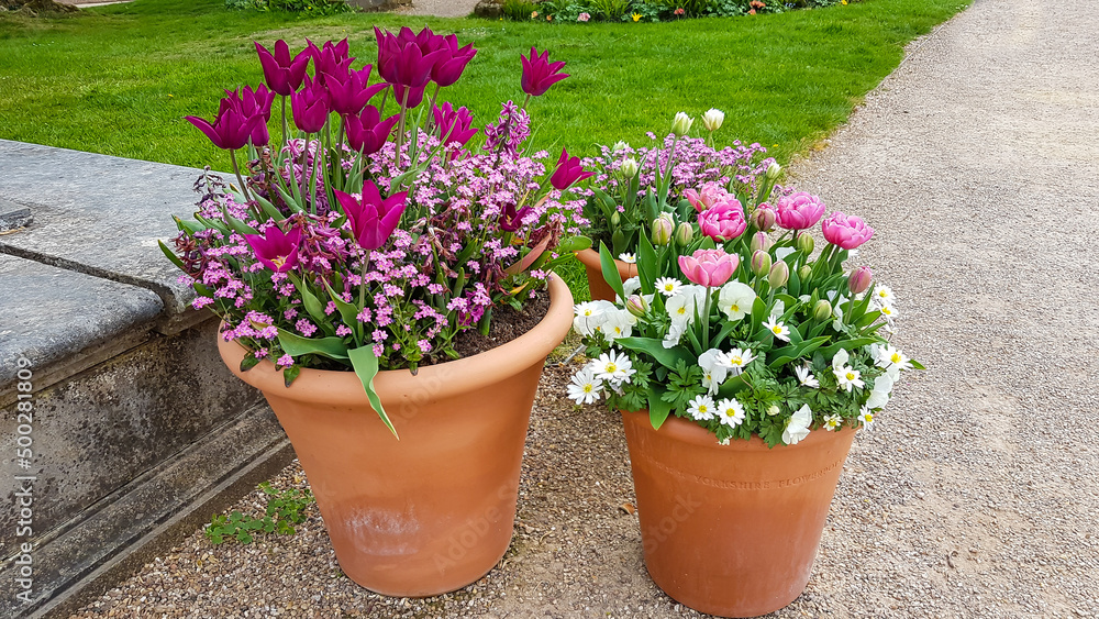 Beautiful Spring flowers including tulips and pansies form a beautiful display in terracotta pots  on patio.