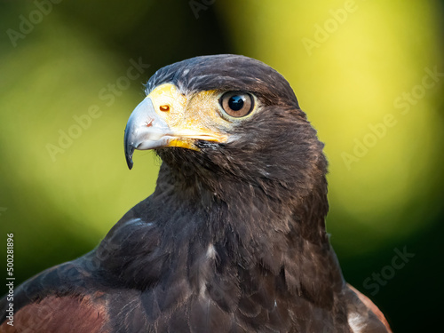 close up portrait of a harris hawk photo