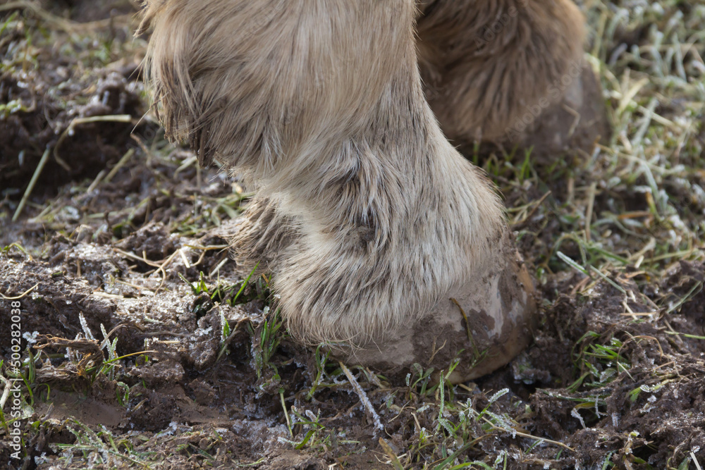 Fototapeta premium Close up of horses hoof stood in cold wet muddy field suffering from mud fever, a common winter ailment in the feet of horses which are kept outside .