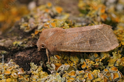 Closeup on the Common Quaker moth, Orthosia cerasi sitting on a lichen covered piece of wood