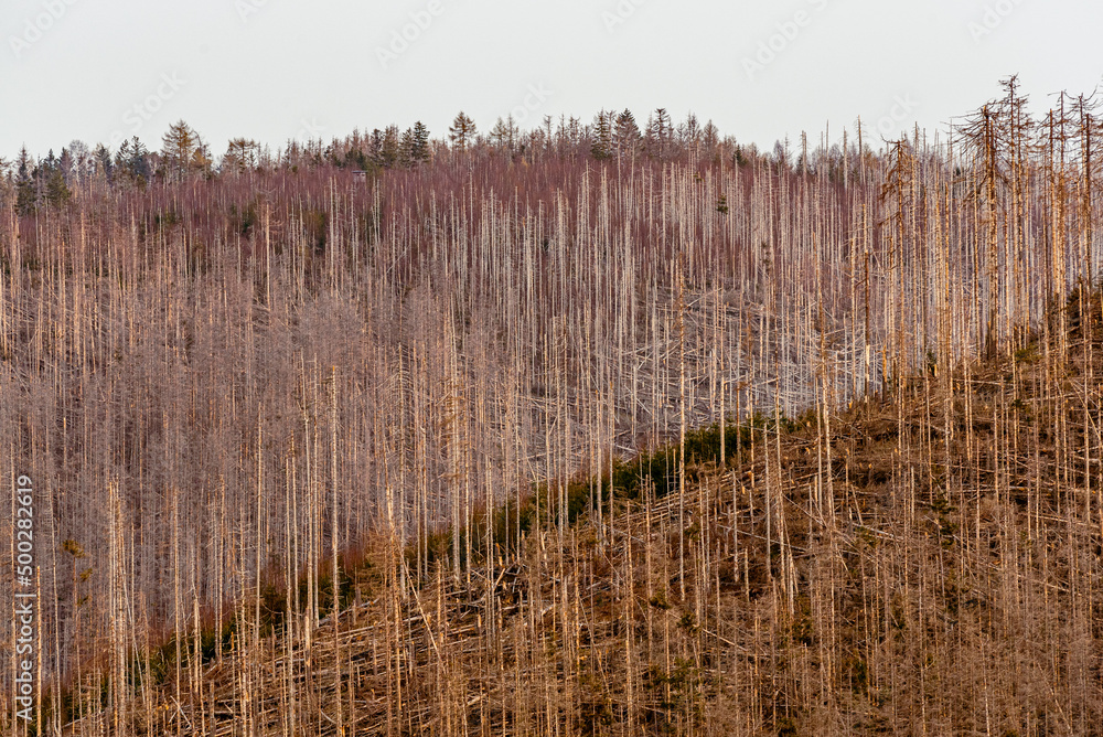 Unzählige tote Bäume – Klimawandel und Borkenkäfer. 